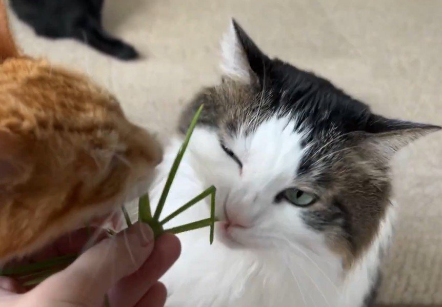 猫草を食べる猫