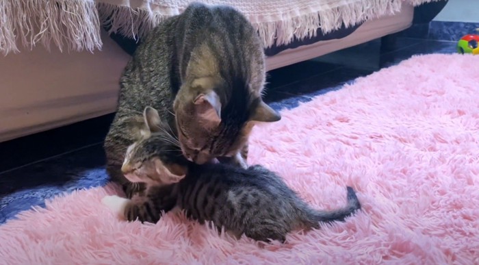 グルーミングする猫と子猫