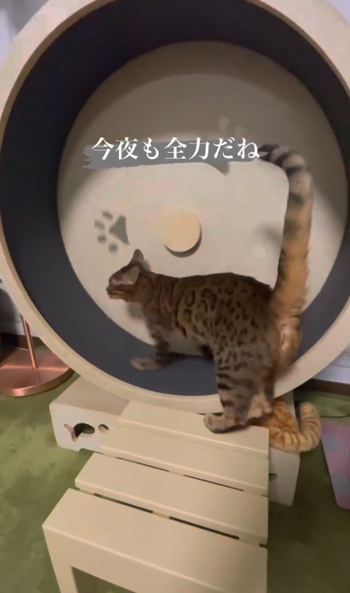 キャットホイールの中に上半身だけ入れている猫の後ろ姿