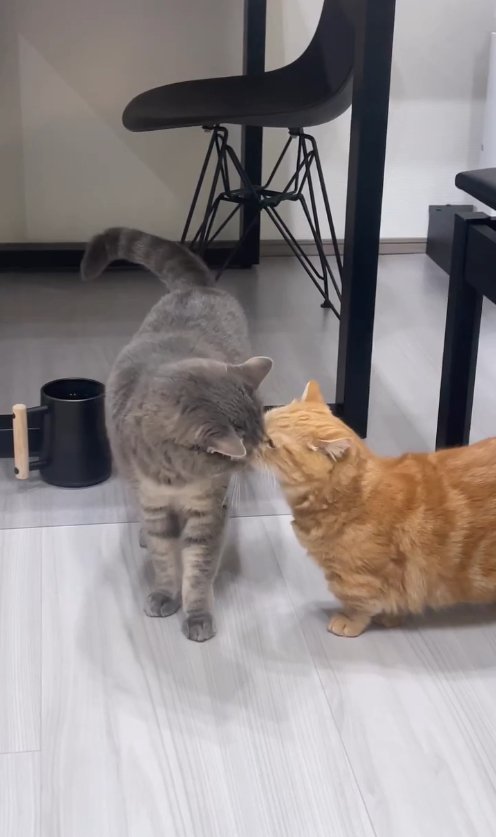 お互いの顔の匂いを嗅いでいる2匹の猫