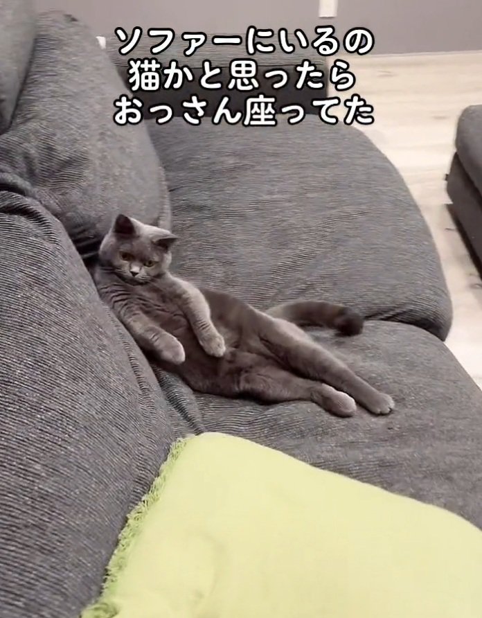 人間みたいなポーズを取る猫