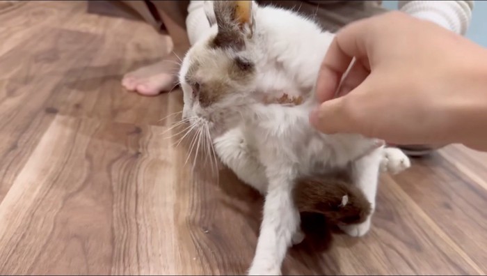 汚れた猫の首の傷を見る男性