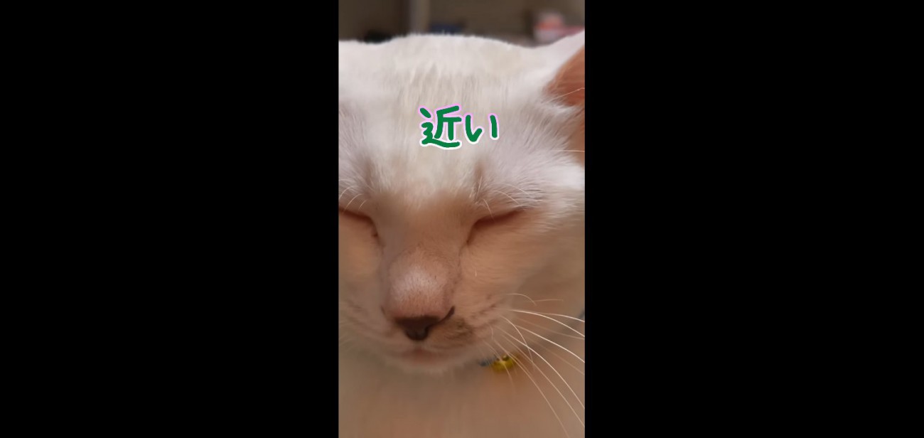 近い