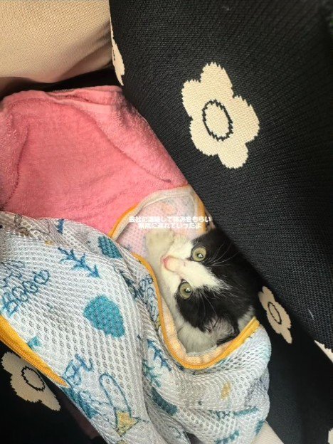 包まれる子猫