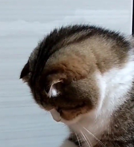 猫のオモチャを見て動かなくなった猫