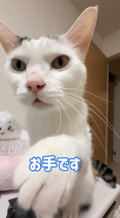 飼い主に前足を近づける猫