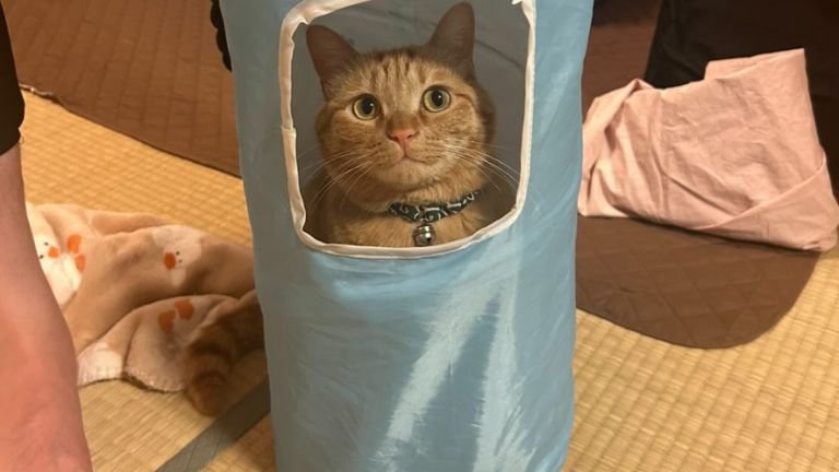 トンネルの中にいる猫