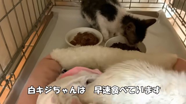 エサを食べるキジ白の子猫