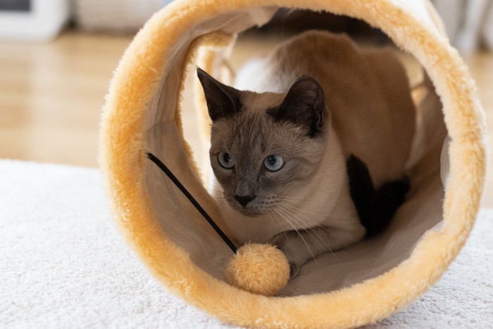 トンネル型のおもちゃで遊ぶ猫
