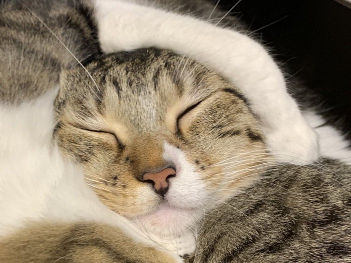 顔を包まれて眠る猫のアップ