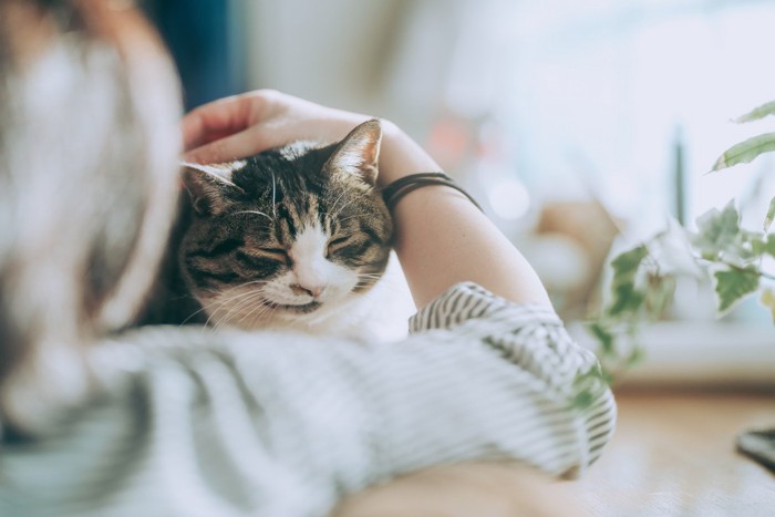 頭をなでられる猫