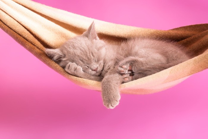 ハンモックで寝る子猫
