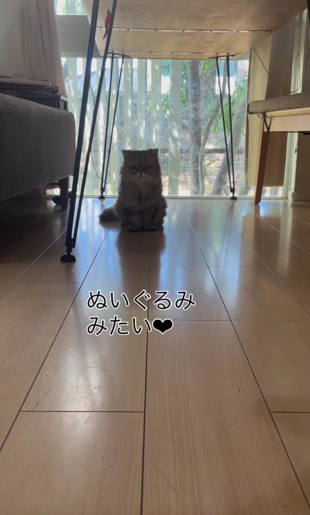 テーブルの下の猫