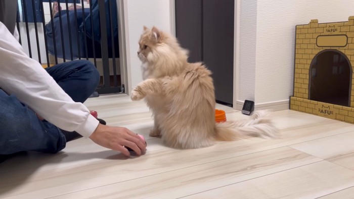 左手がでているサイベリアン