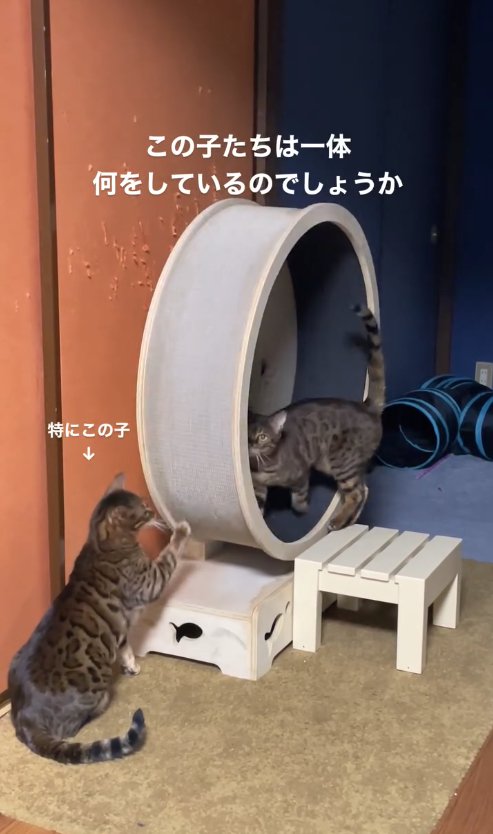 キャットホイールに上半身だけ乗せている猫と外でお座りしている猫