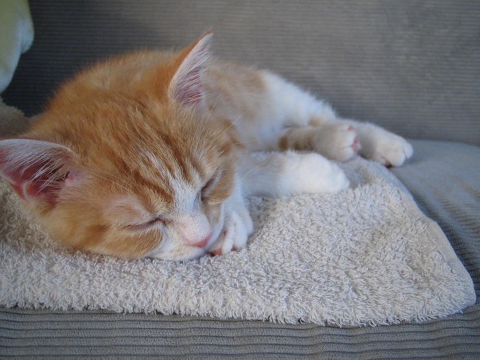 タオルの上で寝る猫