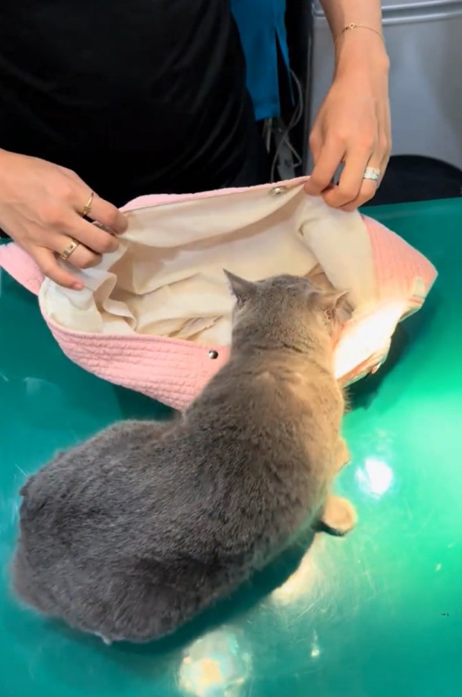 動き出す猫