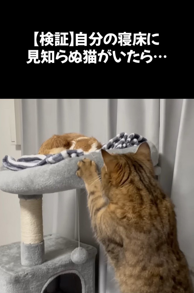 猫の後ろ姿