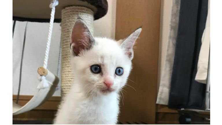 室内にいる子猫