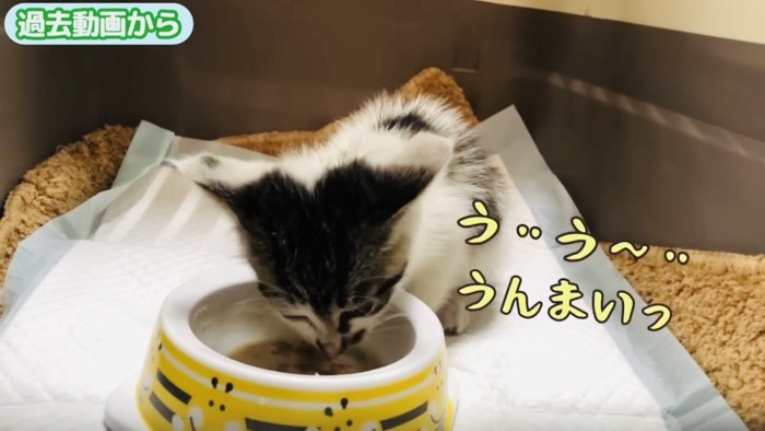 ごはんを食べる子猫