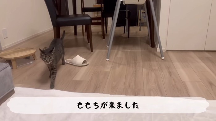 ももちが来ました