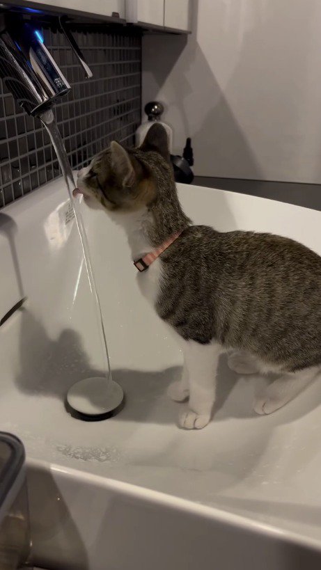 水道から出てきた水を飲む子猫