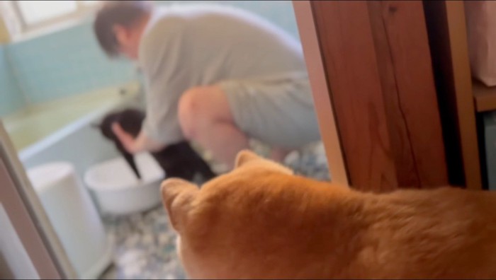 洗われている黒猫を浴室の前から見守る犬