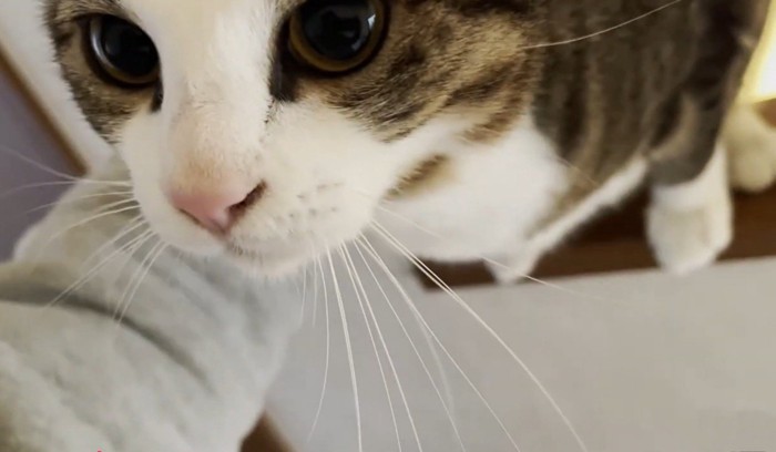 撫でられて甘える猫