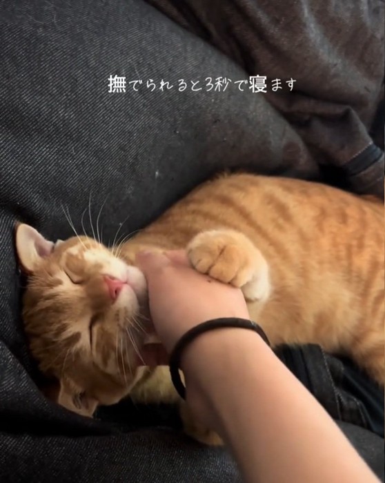 眠り始めるテトラくん
