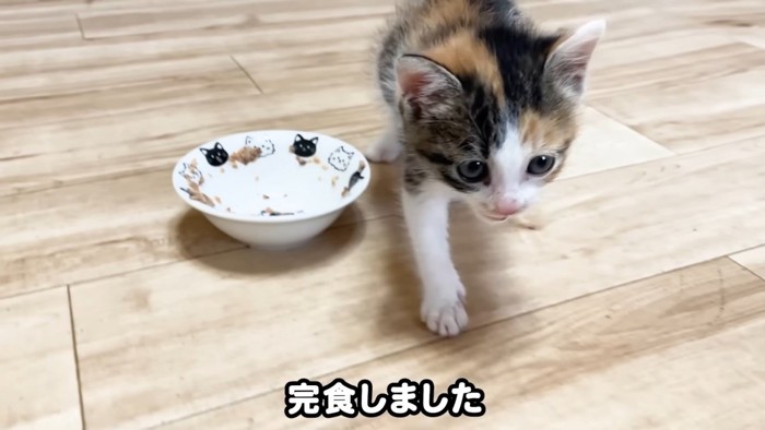 ごはんを食べ終えた子猫