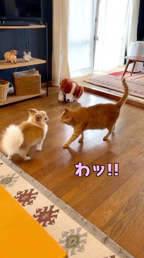 猫に近づかれて後ずさりする小型犬