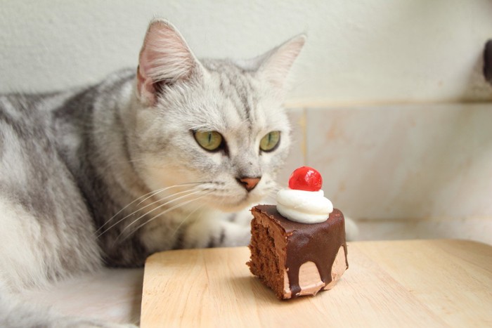 ケーキを見つめる猫