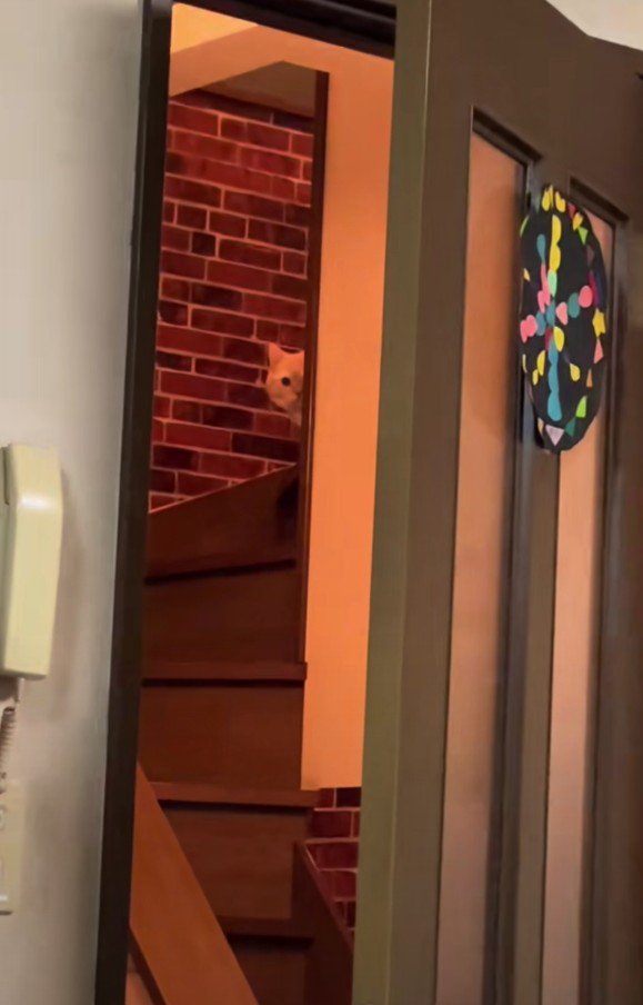 階段に潜む縫くん