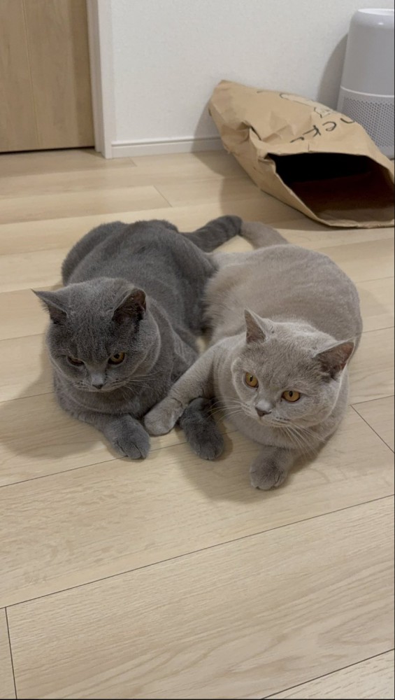 2匹の猫が手を重ねている