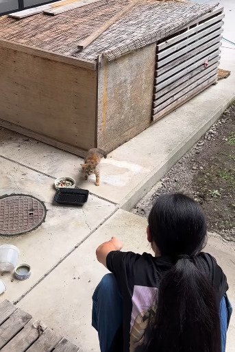 少し離れた場所から子どもを見る子猫