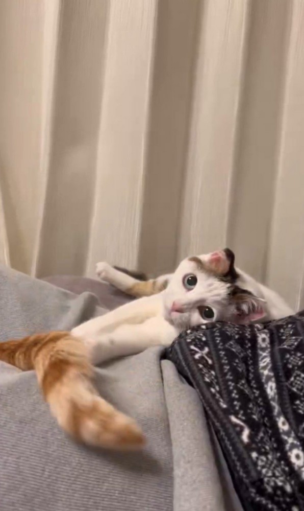 カメラ目線の猫