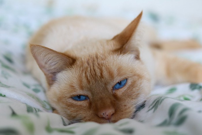 寝そべる茶トラ猫