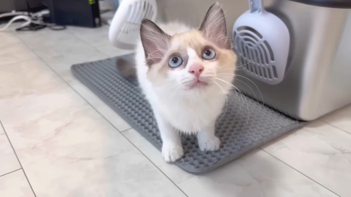 見上げるたぬ子ちゃん