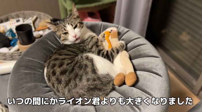 ぬいぐるみとくつろぐ猫