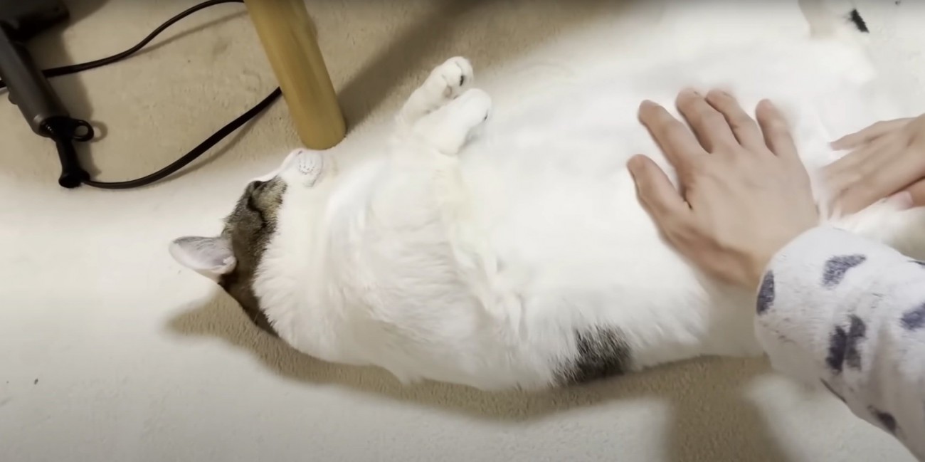 撫でられる豆大福くん