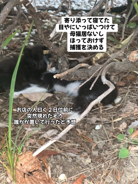 外にいる子猫たち
