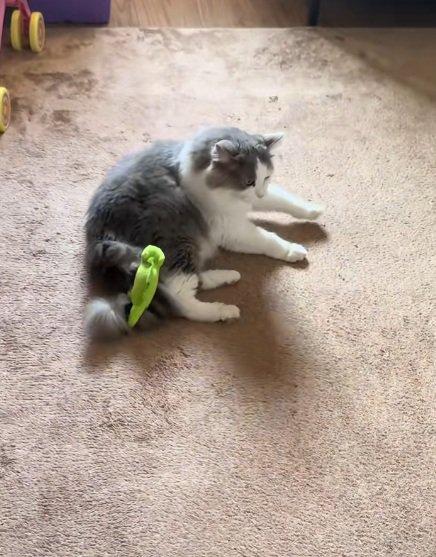 しっぽにぬいぐるみをつけてくつろぐ猫