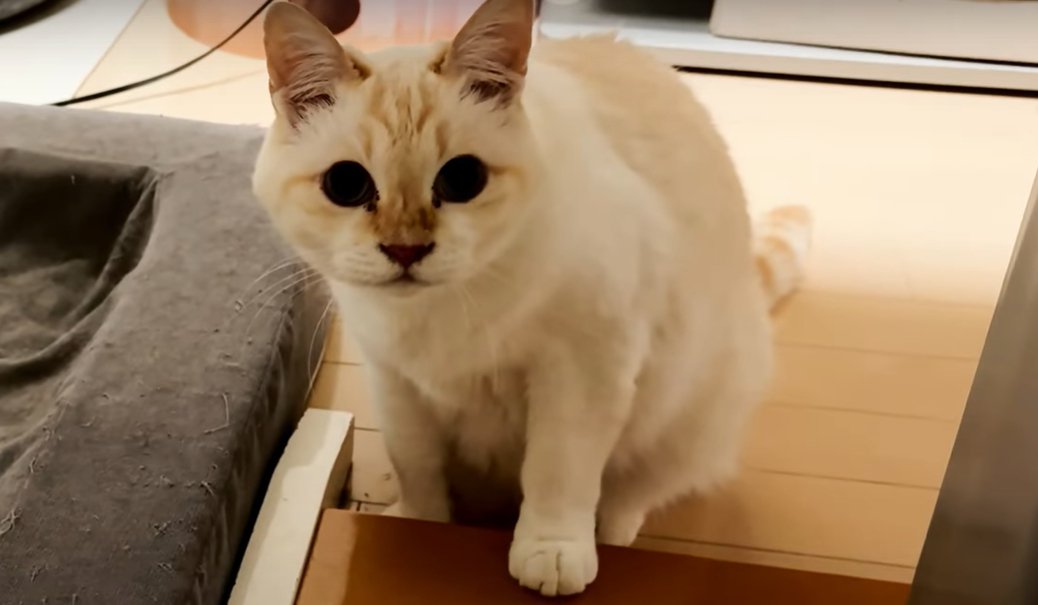 クリーム色の猫