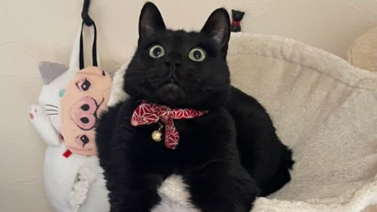 ハンモックにいる猫