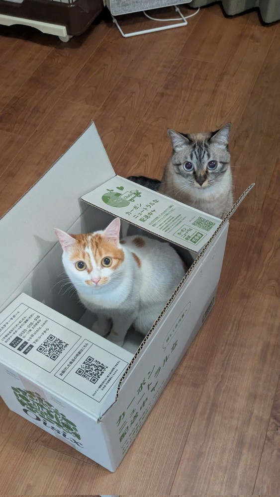 ダンボールの中の猫と外の猫