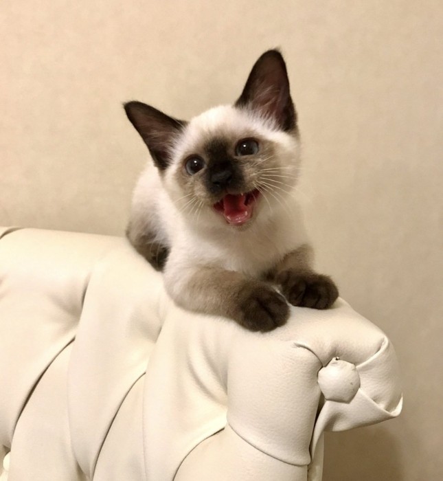 シャム柄の子猫