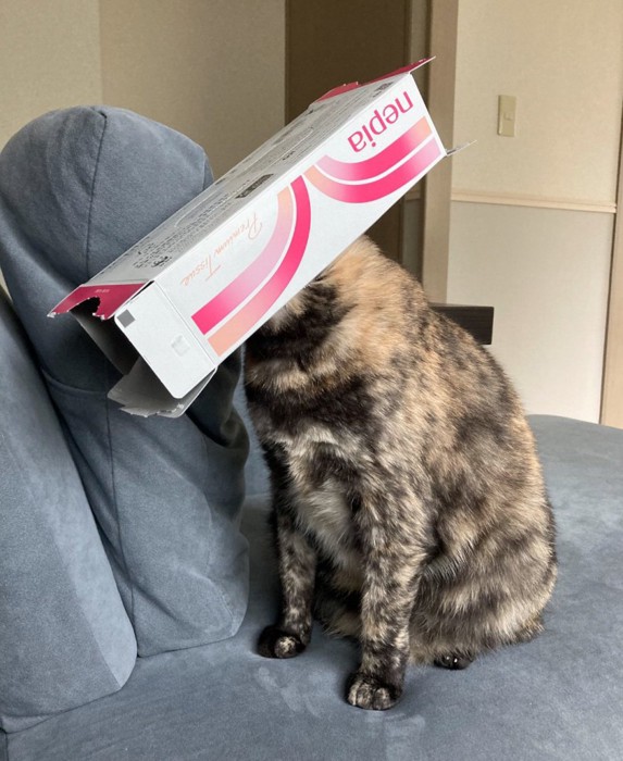 ティッシュの空き箱を被る猫3