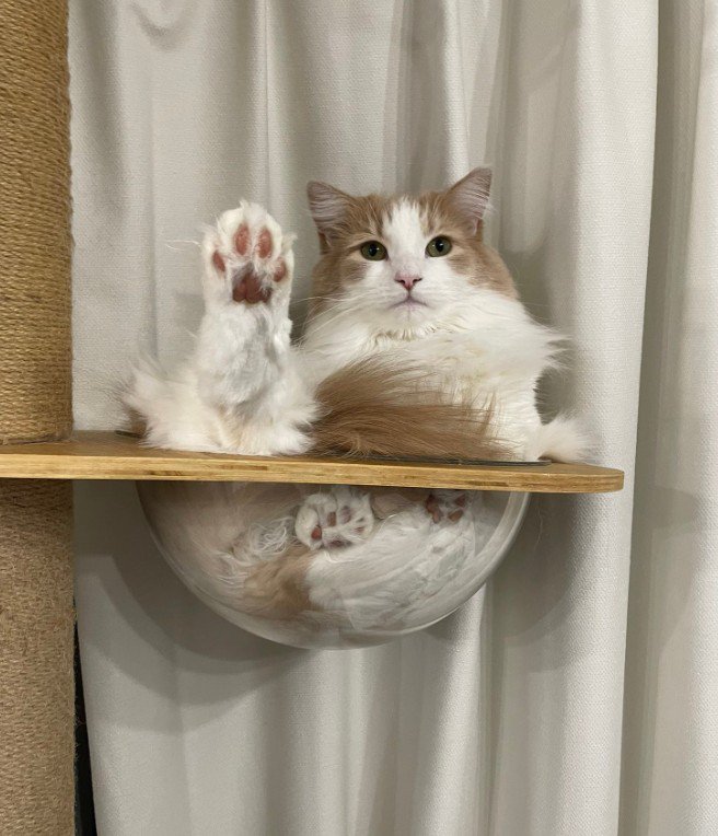 ボウルに入っている猫