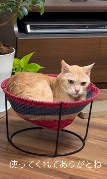 ハンモックに入っている猫