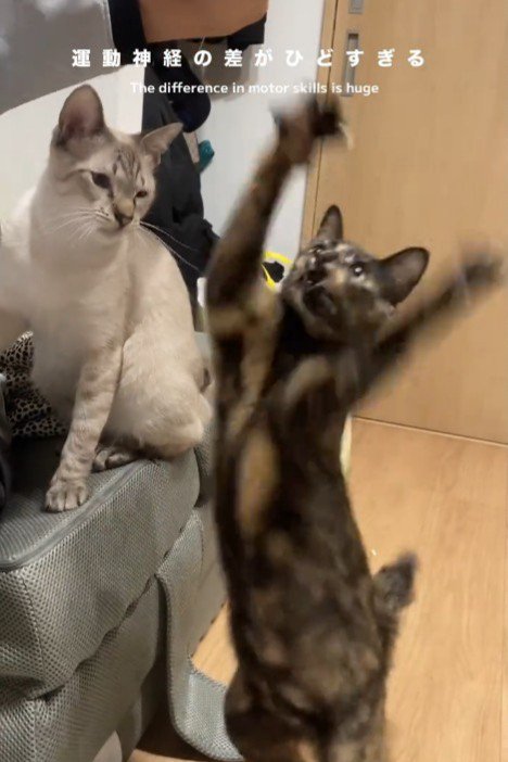 猫じゃらしに飛びつくサビ猫